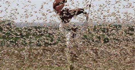 The Locust Plague in East Africa Is Sending Us a Message, And It's Not ...