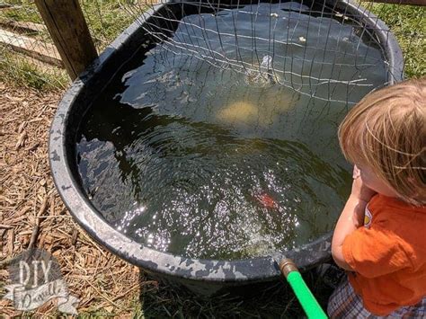 How to Keep a Water Trough Clean for Livestock - DIY Danielle®