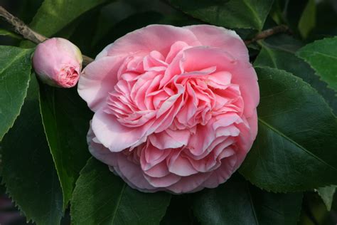 Camellias Hd Photos