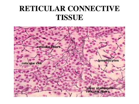 Reticular Connective Tissue Labeled