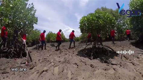 In And Out The Mangrove Forest Of Ganahola Mikindani Mombasa County