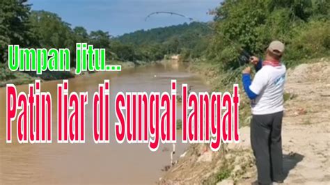 Memancing Ikan Patin Liar Di Sungai Langat Dan Umpan Jitu Youtube