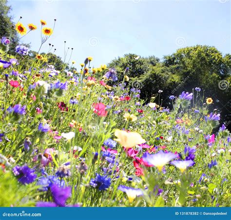 Colorful Summer Wildflower Meadow Stock Photo Image Of Background