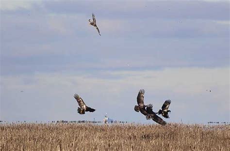 Raptors Jen Gfeller Nature Photography