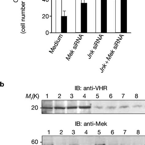 Reduction Of Mek And Jnk Levels Can Overcome The Cell Cycle Arrest Download Scientific Diagram