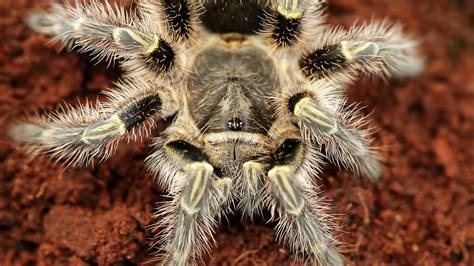 Hairy Tarantula Photograph By Julien Leroy Pixels