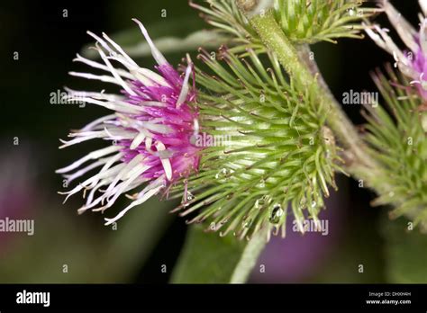 Greater Burdock Arctium Lappa Stock Photo Alamy