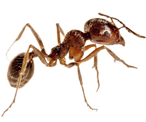 Thief Ant James River Pest Solutions