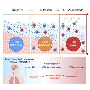 用 CTLA4 阻断克服肺癌脑转移中的酪氨酸激酶抑制剂耐药 Cancer Cell X MOL