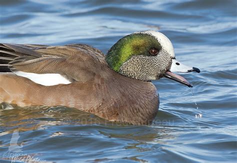 American Wigeon « Carolina Wild Photo (the blog)