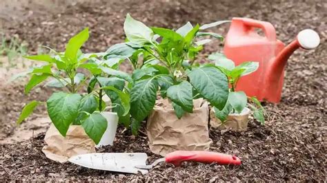 Capsicum Growing Guide • Tropical Gardening