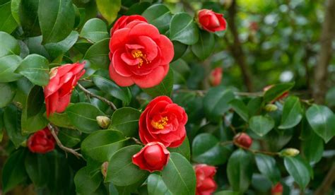 Camellia Flower Facts Growth Care And Uses