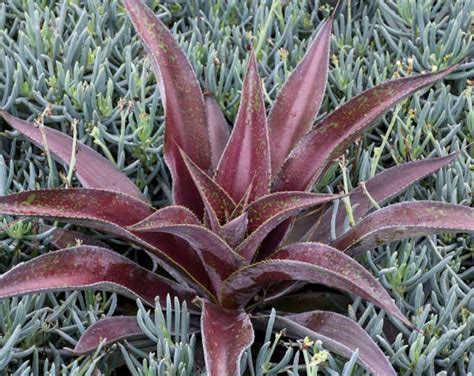 Rare Agave Agave Potatorum Zuccarini Var Verschaffeltii Shoji Raijin