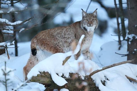 Avoir un œil de lynx D où vient cette expression