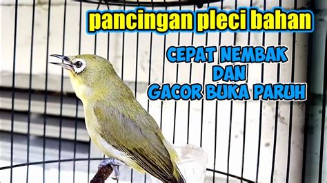 Pancingan Pleci Bahan Agar Cepat Nembak Dan Gacor Buka Paruh Youtube