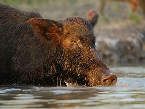 Wild Hogs Animal