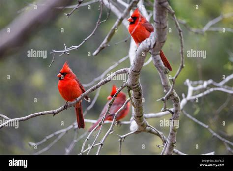 Northern cardinal males in habitat Stock Photo - Alamy