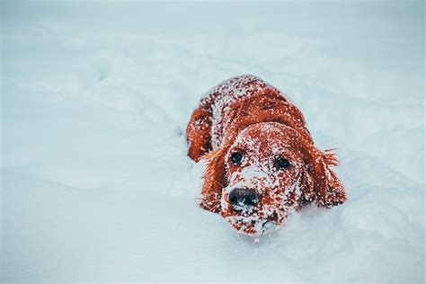 Cute Photos of Dogs in the Winter | POPSUGAR Pets