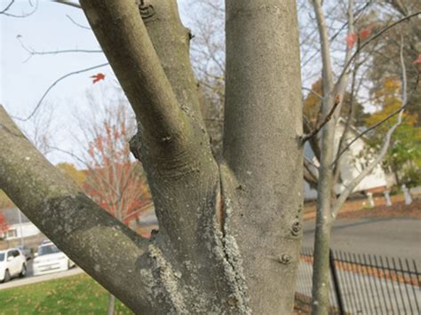 Common Problems With Red Maples Cherokee Tree Care