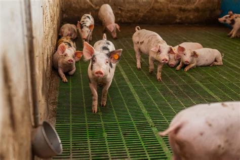 astonishing     build  pig farm jpg building
