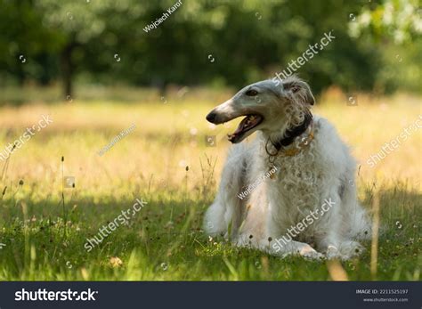 White Borzoi Laying Grass Stock Photo 2211525197 Shutterstock