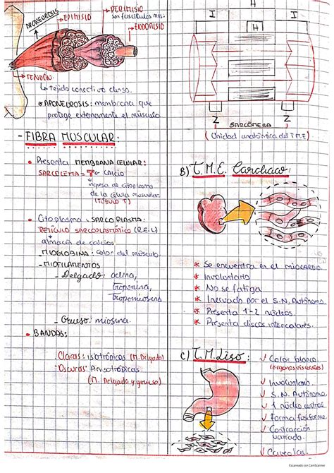 Solution Tejido Muscular Studypool