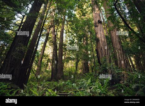 Hiking Trail Leading Through Giant Redwoods In Muir Forest Near San