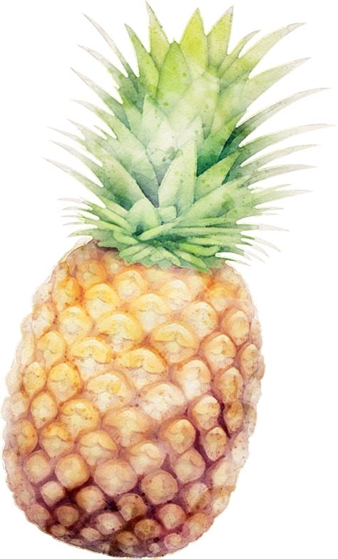 Pineapple Fruit Watercolor Illustration 45872419 Png