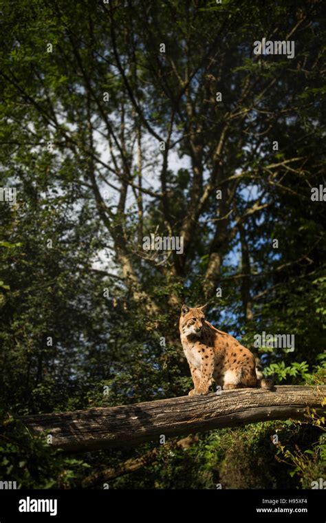 Eurasian Lynx (Lynx lynx Stock Photo - Alamy