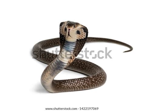 34,145 Cobra White Royalty-Free Photos and Stock Images | Shutterstock