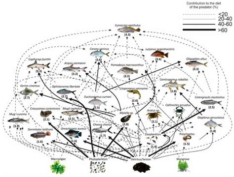 Primary Sources And Food Web Structure Of A Tropical Wetland With High