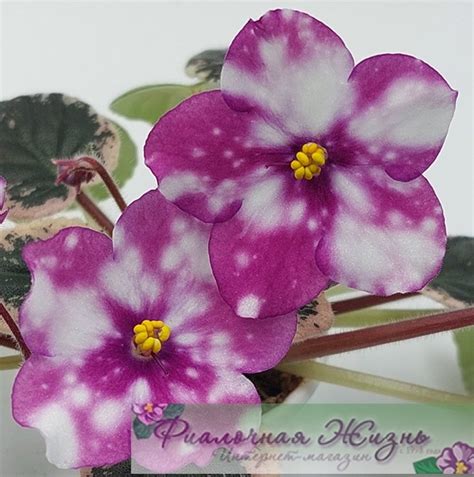 Rivermist Calypso