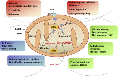 Selectively Addressing Mitochondrial Glutathione And Thioredoxin Redox