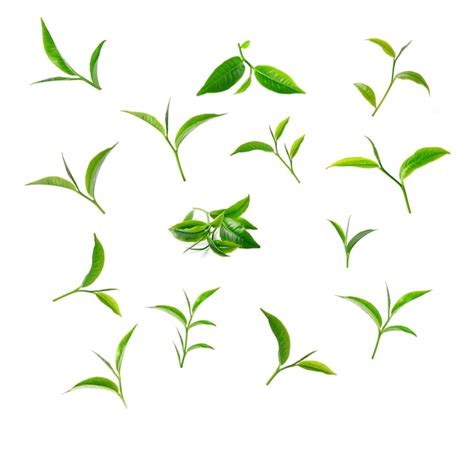 Premium Photo Green Tea Leaf Isolated On White