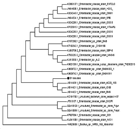 Phylogenetic Dendrogram Of The S Rrna Sequence Of The Isolated Strain