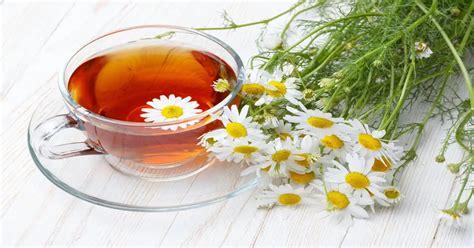 Feverfew Vs Chamomile Medicinal Giy Plants