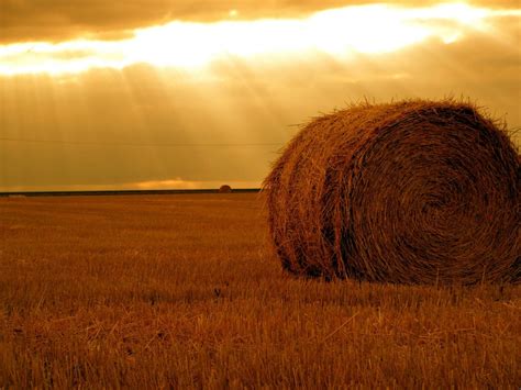 Wallpaper Sunlight Lights Food Sunset Field Photography Sunrise