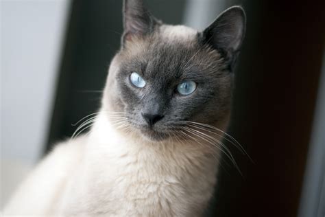 Free Images : pet, fauna, close up, whiskers, vertebrate, siamese