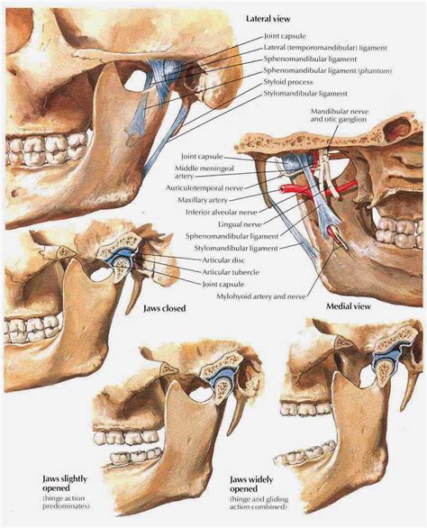 Gangguan Tmj GEJALA TEMPOROMANDIBULAR JOINT TMJ