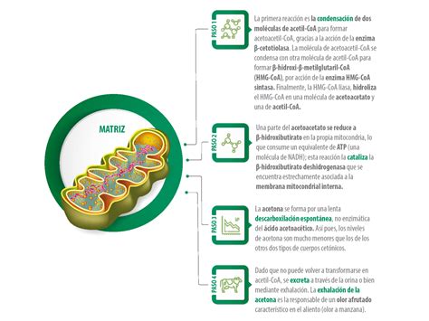 Metabolismo Ruminal De Los Cidos Grasos Vol Tiles Nutrinews