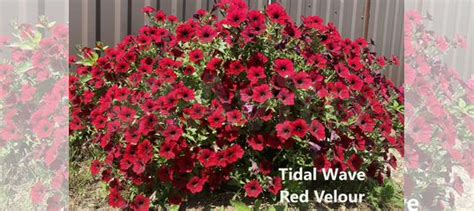 Рассада петунии гигант Тайдал Ред, Тайдал Сильвер купить в Александрове ...