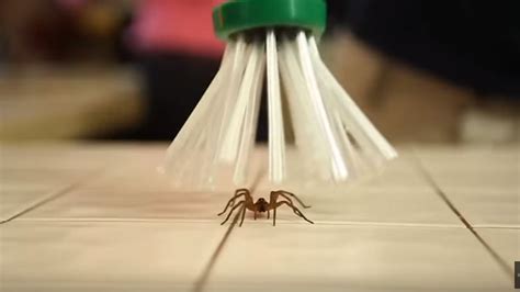 Critter Catcher: People are freaking out about this no-kill spider ...