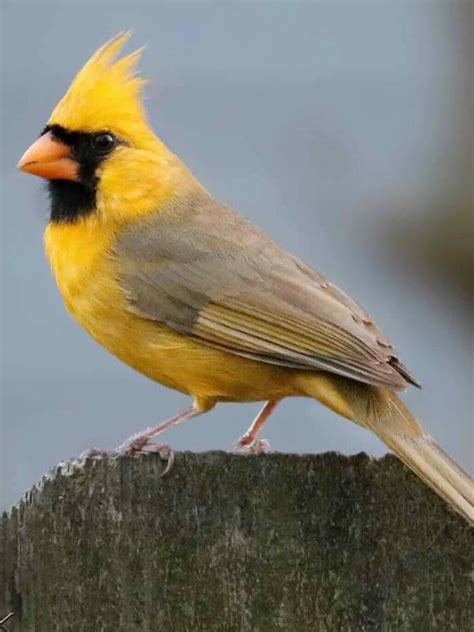 Фото Желтых Птиц С Названиями – Telegraph
