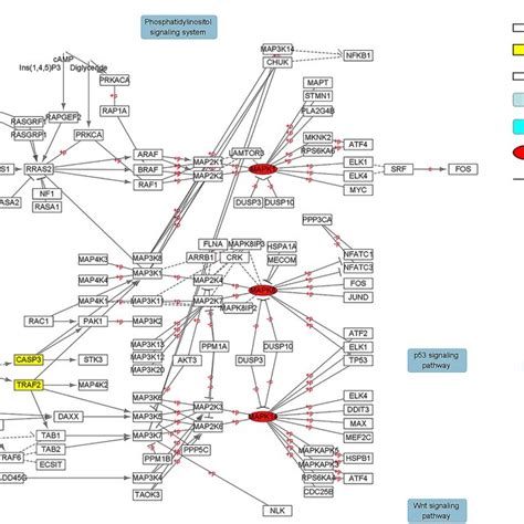 Diagram of the MAPK signaling pathway and its associated mechanisms ... 