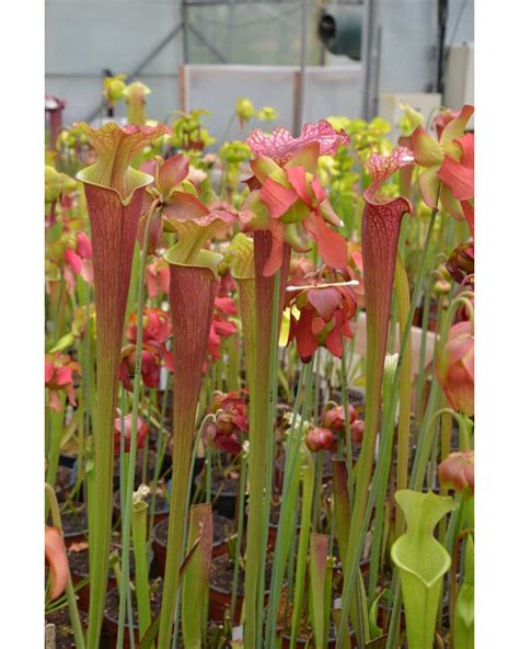 Sarracenia X Moorei