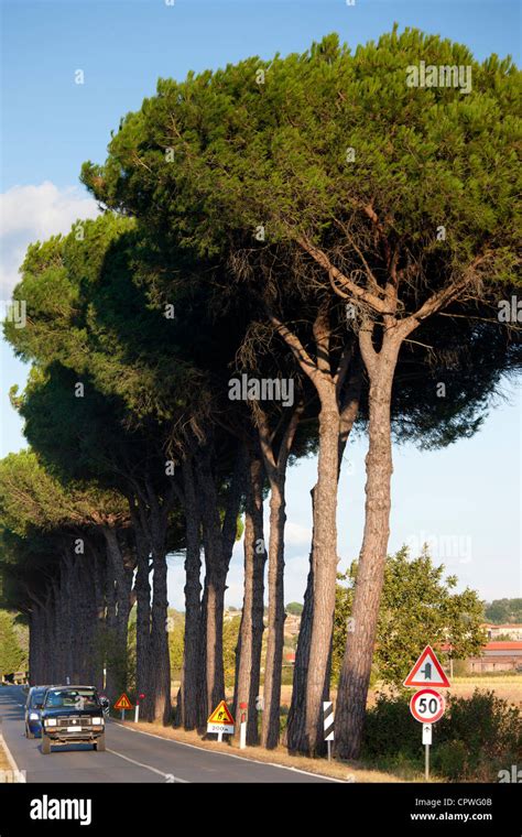 Umbrella Pine Trees At Sovicille Near Siena In Tuscany Italy Stock