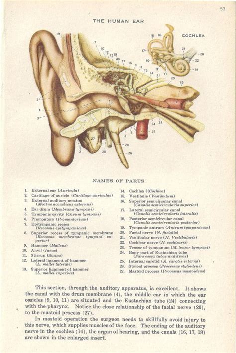 Medical Anatomy Illustration Human Ear Parts By Tinkersephemera 750