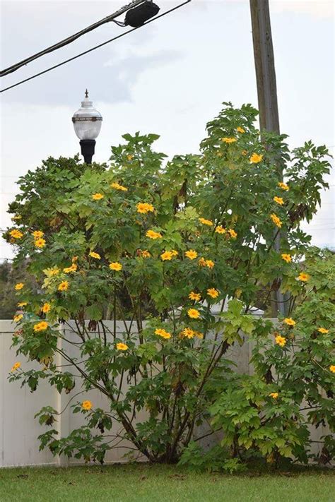 Tithonia Diversifolia Mexican Sunflower Tree Landscaping Plants