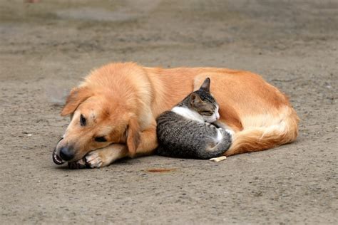 Amistad De Perro Y Gato Foto Premium