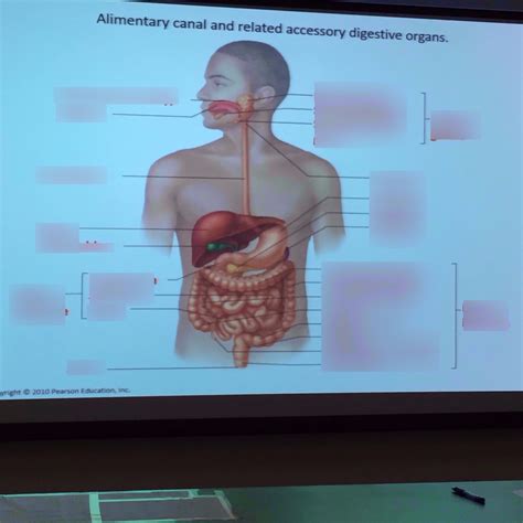 Alimentary Canal And Related Accessory Digestive Organs Diagram Quizlet